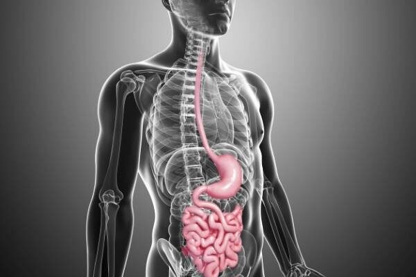 gastrointestinal tract